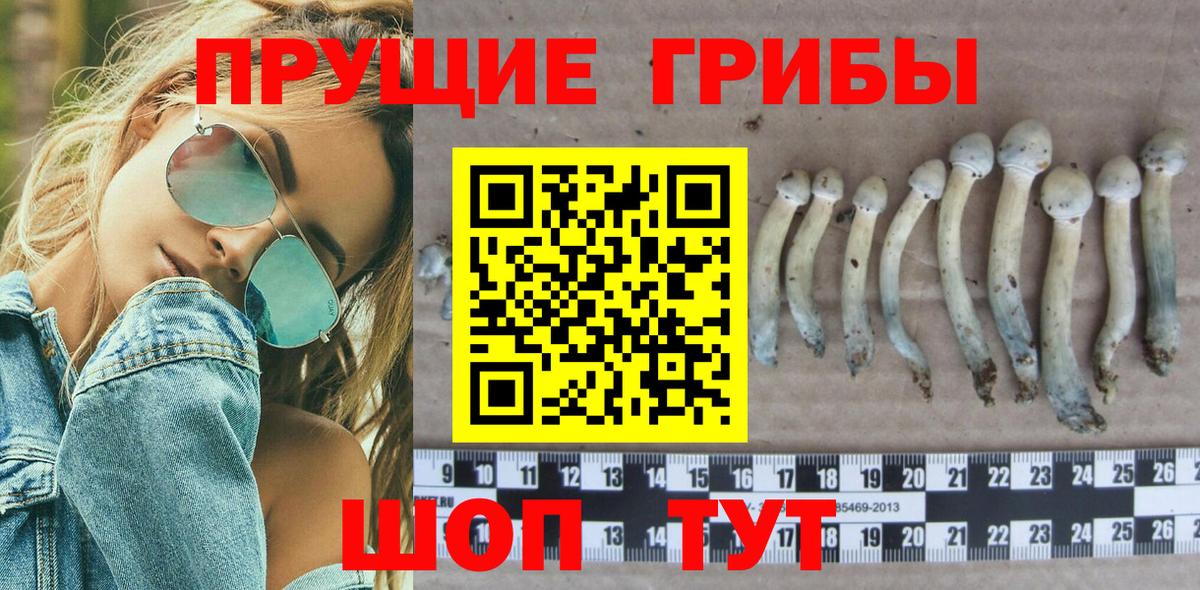 Псилоцибиновые грибы Psilocybe  Вход с VPN  Камень-на-Оби  Псилоцибиновые грибы GOLDEN TEACHER 